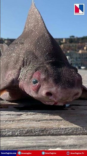 പന്നിമുഖമുള്ള മത്സ്യഭീമൻ ! Rare Pig Faced Angular Roughshark
