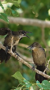 Common grackle Family Wincent NJ06p #bird #nature #wildlife | HAWI Studios