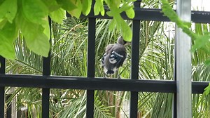 Awe! The Garden Center witnessed a new baby Blue Jay flying out its nest and hopping around for the first time! 💙 Visit our birding department to feed the birds in your backyard! | All Seasons Nursery - Acadiana's Home, Garden & Landscaping Showplace