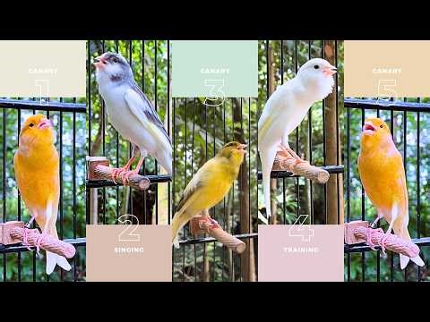 🎧 Best Canary Singing Compilation EVER! 1 Hour of Pure Bird Music🔥