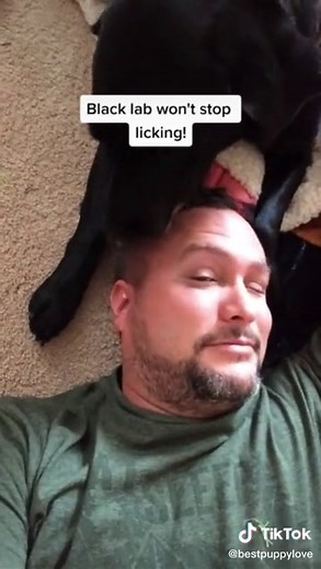 Check out this super licky black lab! #dog #dogs #blacklab #puppylove #labrador #dogkisses #puppykisses