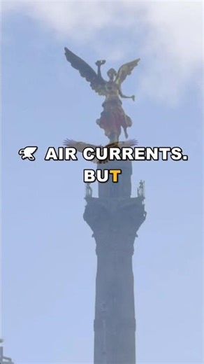 Andean Condor's Flight Secrets Unveiled