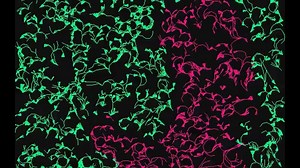 Bad Apple!! 但是藤蔓