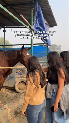 EQUEST - horse rides and chill on Instagram: "Never say no to a day close to horses 💗 . Picnic with horses in Noida, horse riding training in Noida"