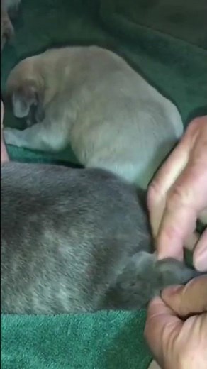 How to fix swimmer puppy taping legs