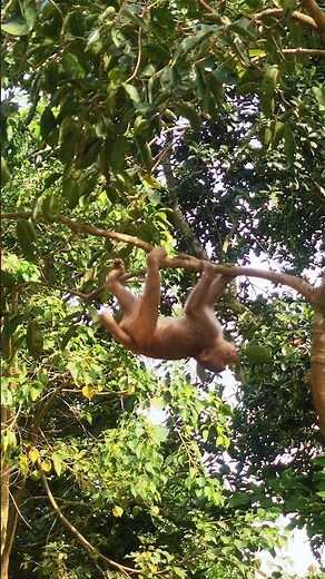 The wild monkey is hanging from a tree branch and eating leaves🐒 🌿