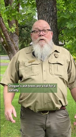 Oregon’s ash trees are at risk: What you need to know