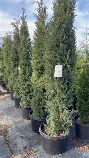 The Taylor Juniper is an exceptional plant that is ideal for zero-lot line houses that need privacy but don’t have the horizontal room that the Green Giant requires! Tall, skinny, perfectly straight! They are also beautiful standing alone as a specimen tree as well! | Cline's Nursery