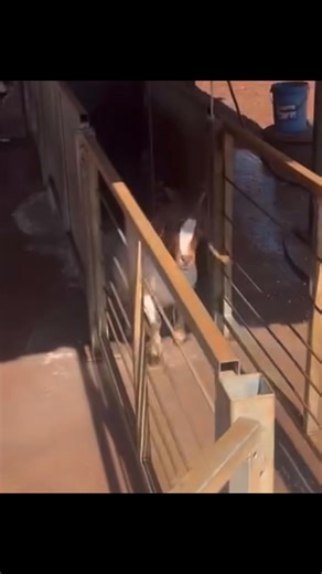 11K views · 176 reactions | ‼️Dipping is a method used for...