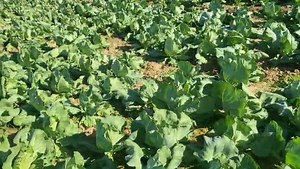 1.8K views · 28 reactions | কৃষিকৰ্মক নিজৰ জীৱিকাৰ মূল চালিকাশক্তি...