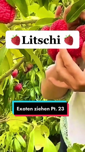 #litschi #litschipflanze #lychee #lycheeplant #exotic #exoticfruit #exoticfruitchallenge #growyourownfood #growyourownfruit #selbstversorger #plant #fyp #foryou #fürdich #trending #fruitgrowers #fruitgrowth #fruit #viral #garten #garden