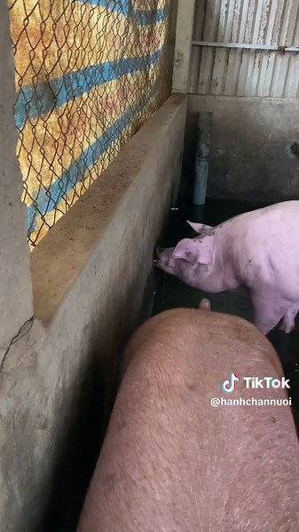Thiết Kế Chuồng Nuôi Lợn Con và Lợn Nhỏ