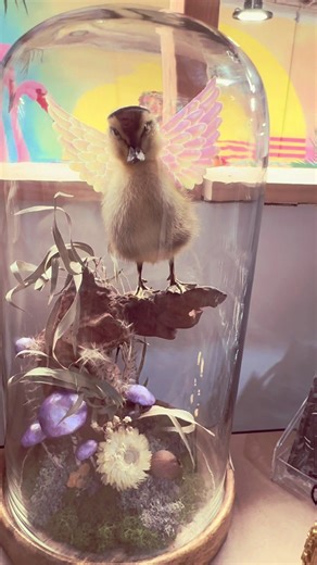 Sage, the angel themed Taxidermy Duckling available at @raeraeVinTay 🐥🪽🖤 . . I have made a Reaper, Witch, Devil, Fairy, Clown and now Angel so what would you guys like to see next? I’m thanking Cowboy or even.. Bride & Groom 👀 Let us know in the comments! #strangeandunusual #taxidermy #melbourne #australia #duckling