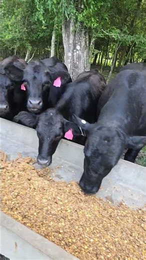 Cow feeding time. #ranchlife #satisfying #trending #cow