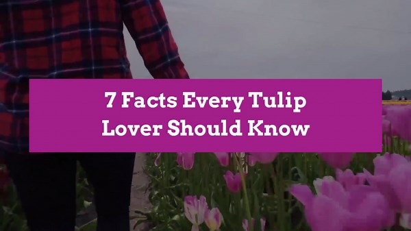 8 Amazing Facts Every Tulip Lover Should Know