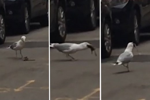 Dead rat swallowed whole by hungry seagull