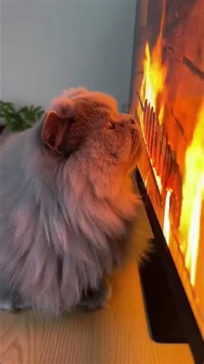 When Food on TV Gets Too Realistic… My Cat Starts Mukbanging 🤣🍗#FunnyCat #CatMukbang #CatComedy