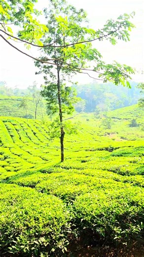 elephant hiding behind tree#shots