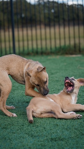 4.2K views · 96 reactions | Zoey and Lina Revenge Tour’s Full Steam...