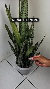 3.8M views · 61K reactions | ⚠️ #witch #witchtok #brujeria #brujasdetiktok #aquelarre #hechizo #magia #magictrick #lunar #intuicion #señalesdeluniverso #ritualesmagicos #bruja #maldeojo #envidia #brujitips #magia | Bruja Lunar | Facebook