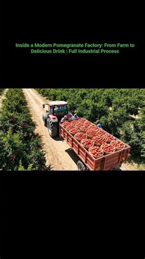 Inside a Modern Pomegranate Factory: From Farm to Delicious Drink | Full Industrial Process