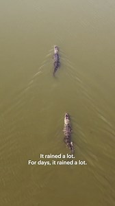 128K views · 444 reactions | In recent decades, Louisiana’s coastal...