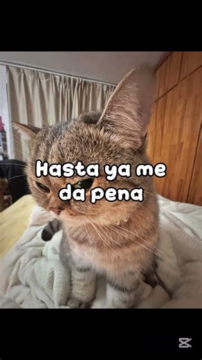 LO ENCONTRÉ 🤑💀 #gatos