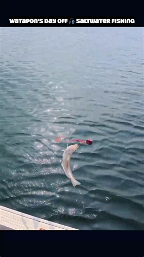 タイラバでキスが喰ってきた｜夏の瀬戸内海タイラバ｜非日常をのんびりゆったり楽しむ【香川県】#瀬戸内 #釣り #オフショア #船釣り #海釣り #Fishing #JapanFishing