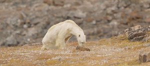 Shocking footage shows starving polar bear rummaging through garbage [video]