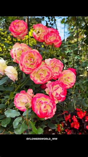 “Nature ka sabse beautiful secret 🌸✨| #rose #flowers #fyp #like #love #nature #garden #plantsofindia