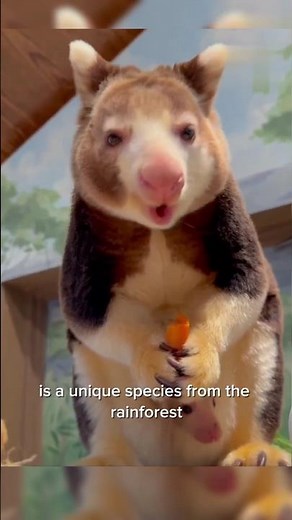 Wondiwoi Tree Kangaroo: A Rare Species on the Brink of Extinction #kangaroo #wildlife #animals