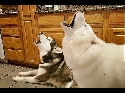 Malamutes Deep Morning Howls | James Earl Jones Of Dogs