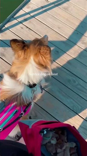 To people complaining I use to much CapCut on my YouTube , here you go . #servicedogintraining