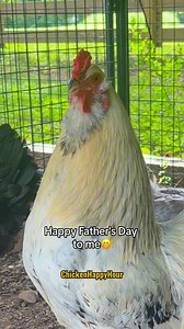 And Happy Father’s Day to YOU! #happyfathersday #fathersday #dad #father #stepdad #dadjokes #rooster #funnyanimals #chickensofinstagram #comedy #chickenhappyhour audio: therealindiandad 🫶 | Chicken Happy Hour
