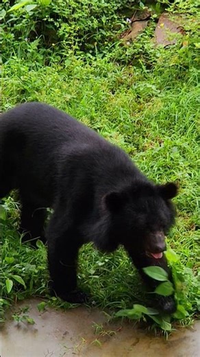 #krishna #durgapuja #ganesh