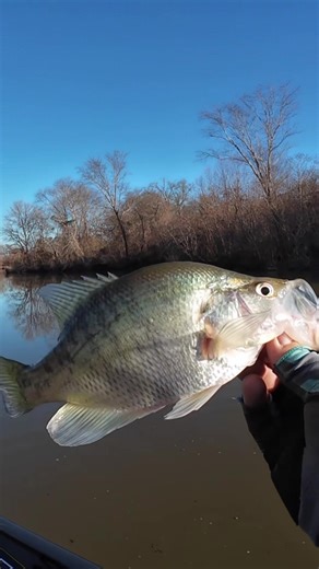 Solid River Crappie Fishing Experience