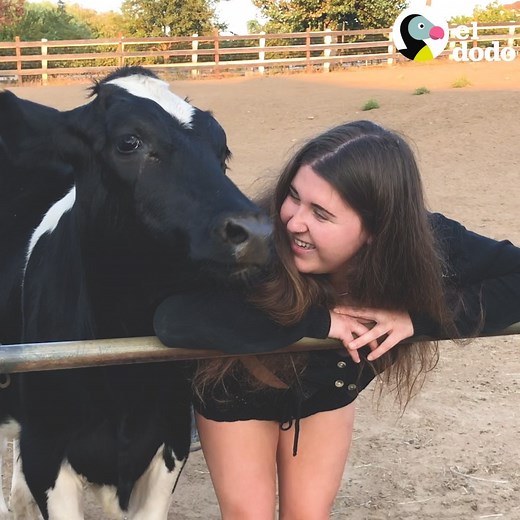 14M views · 377K reactions | Esta vaca ama a su chica favorita y a sus perros  | El Dodo | Facebook