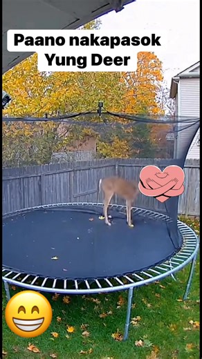 4.7K views · 20 reactions | Deer nakapasok #reelsviralシfb #reels2025 #myreels #everyonefollowers #fblifestyle | Rosalyn Coquilla Tran | Facebook
