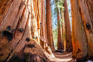 Congress Trail, one of the best hikes in Sequoia National Park