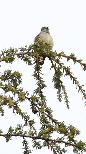 Hammond's flycatcher bird call #wildlife #parrotsofinstagram #birds #shorts #pet #ig #animal #birding #birdstagram #birdlovers #birdlife #birdwatching #birdphotography #naturelovers #canon #photography #art #nikon #love #of #captures #animals #best #parrots #bird | liza neva