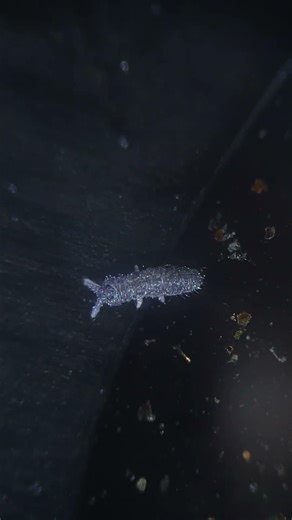 Springtails Are The Cutest #microscope