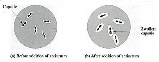 Quellung reaction: Principle, Procedure, Results • Microbe Online
