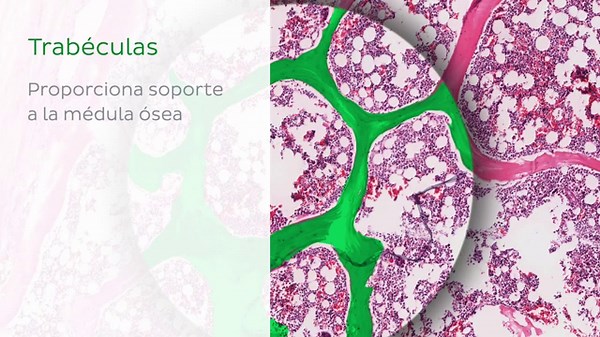 Qué es la médula ósea - Histología Fácil | Kenhub