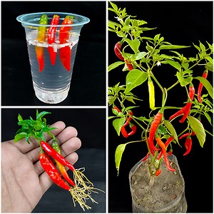 15M views · 119K reactions | New idea growing chili tree with techniques new for growing faster lots of fruit | Rana Craft | Facebook