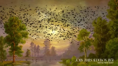 The extinction (and de-extinction?) of the passenger pigeon