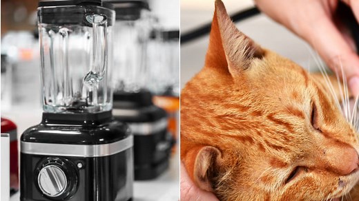 'Cat blender', el video de crueldad animal que genera gran rechazo en redes