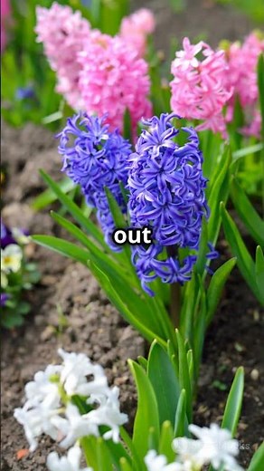 Hyacinths in Full, Fragrant Bloom! 🌸 #garden #gardeningessentials #gardening