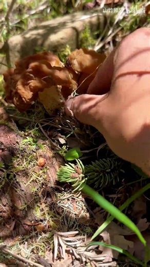 这种羊肚菌好吃吗？