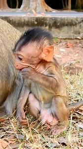 27K views · 1K reactions | Wow smallest baby monkey very cute like this | Monkeys Daily | Facebook