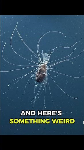 Anglerfish: The Deep-Sea Monster With a Glowing Trap!